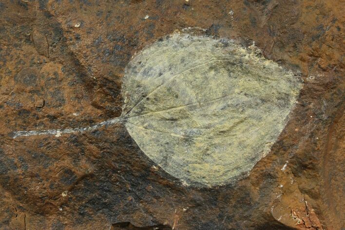 Paleocene Fossil Leaf (Cocculus) - North Dakota #95518